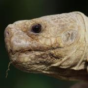 Tortue Sillonnée ou Tortue à Eperons (Centrochelys sulcata)