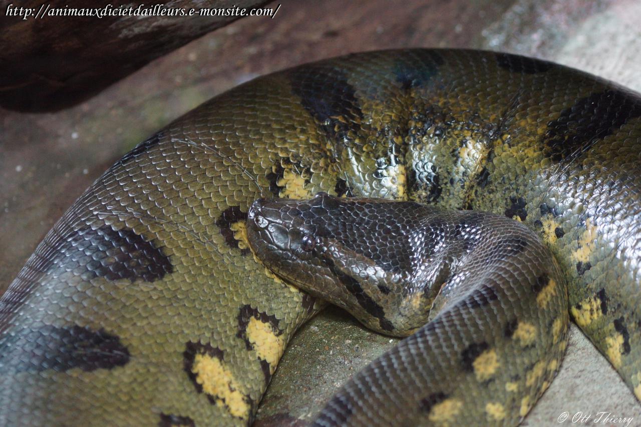 Anaconda Vert ( Eunectes murinus )