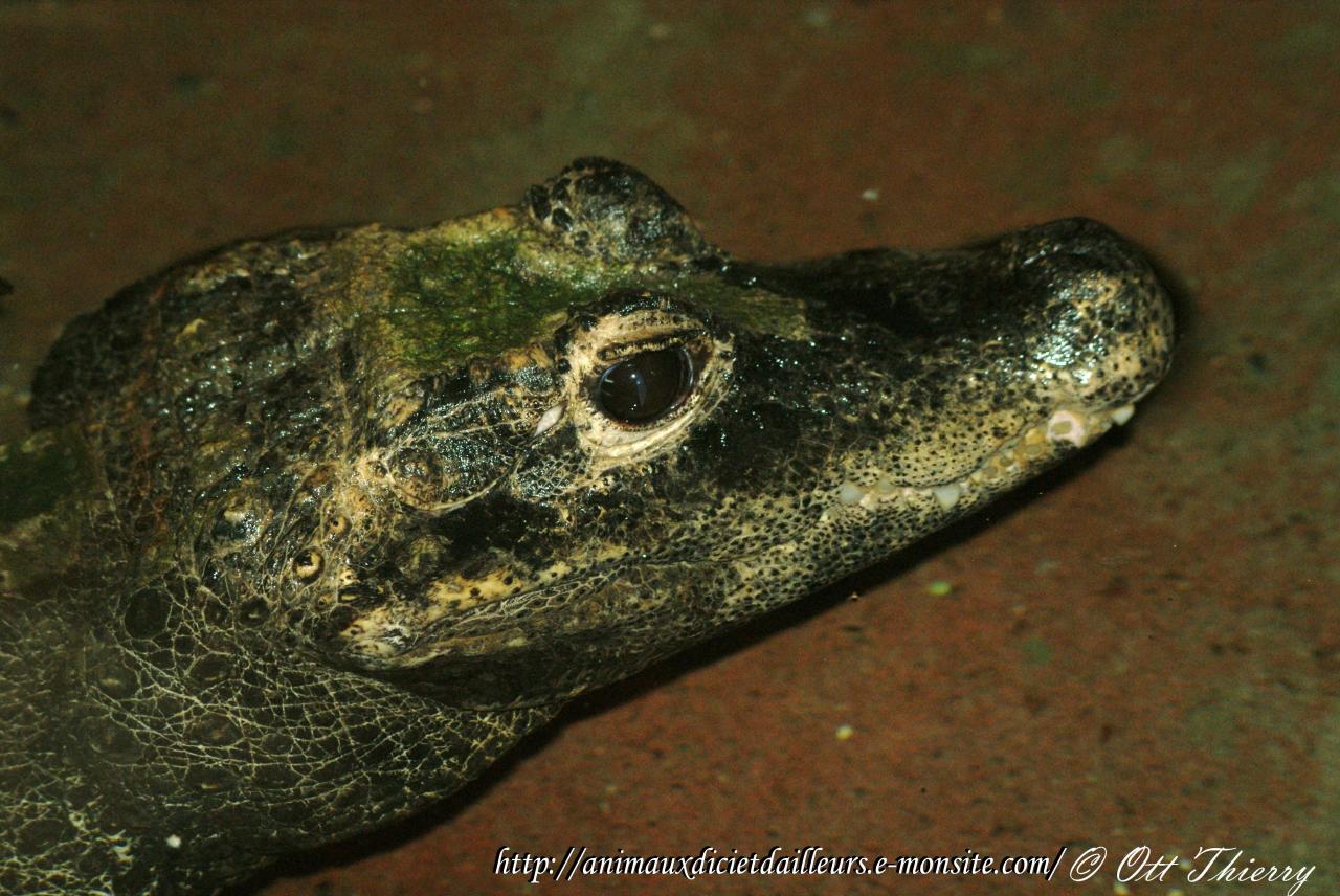Crocodile à Front Large ou Crocodile Nain ( Osteolaemus tetraspis )