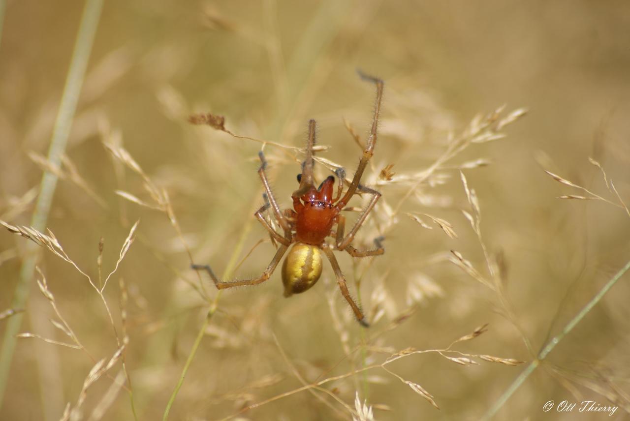 Araignée de Villers ( Chiracanthium punctorium )