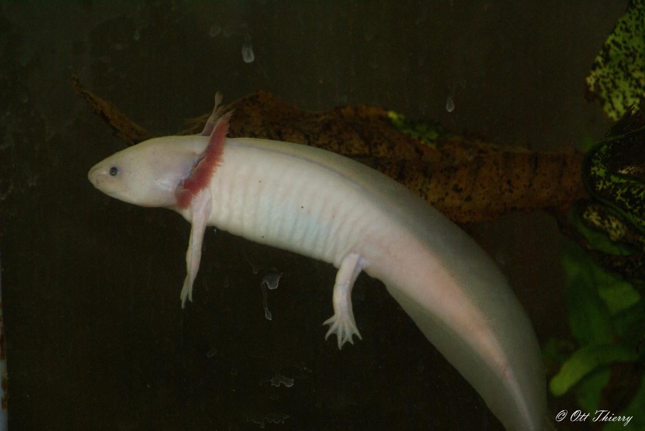 Axolotl ( Ambystoma mexicanum )