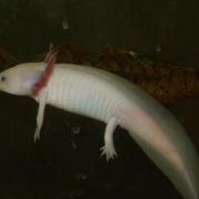 Axolotl ( Ambystoma mexicanum )