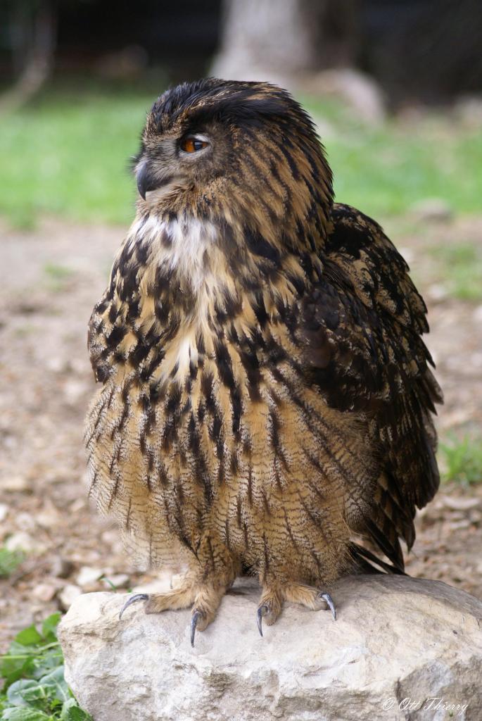 Hibou Grand-Duc d'Europe ( Bubo bubo )