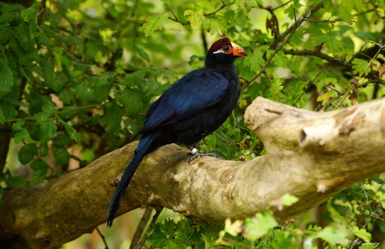 Touraco Violet ( Musophaga violacea )