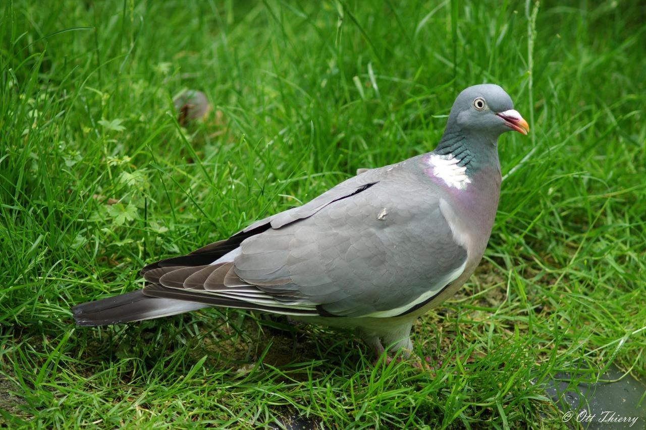 Pigeon Ramier ( Columba palumbus )