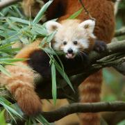Panda Roux ( Ailurus fulgens )