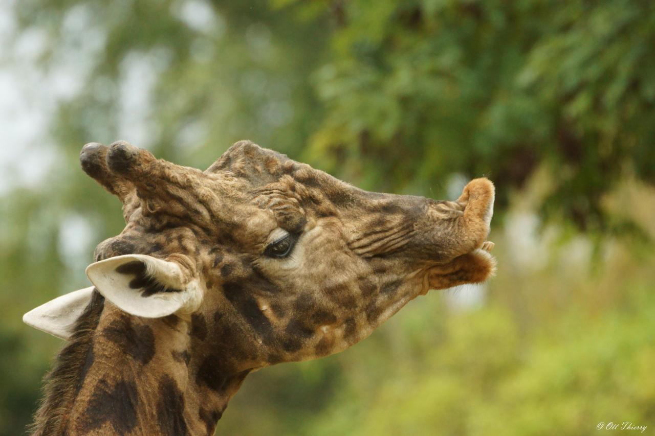 Girafe Peralta du Niger ( Giraffa cameloparadalis antiquorum )
