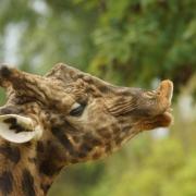 Girafe Peralta du Niger ( Giraffa cameloparadalis antiquorum )