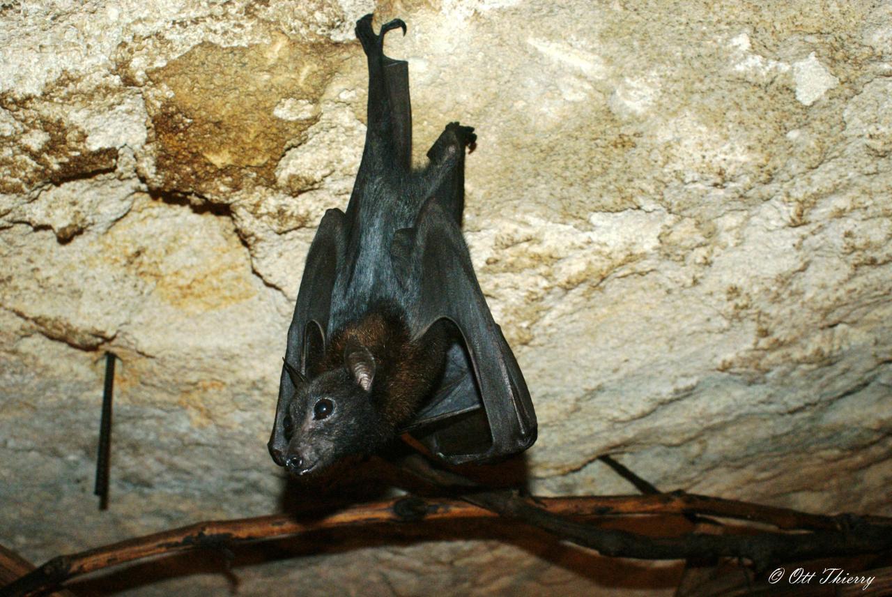 Roussette de Lyle ou Renard Volant du Vietnam ( Pteropus lylei )