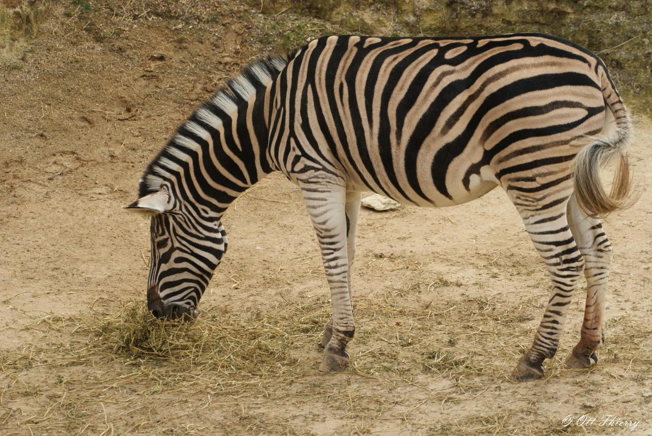 Zèbre de Chapman ( Equus burchellii chapmani )