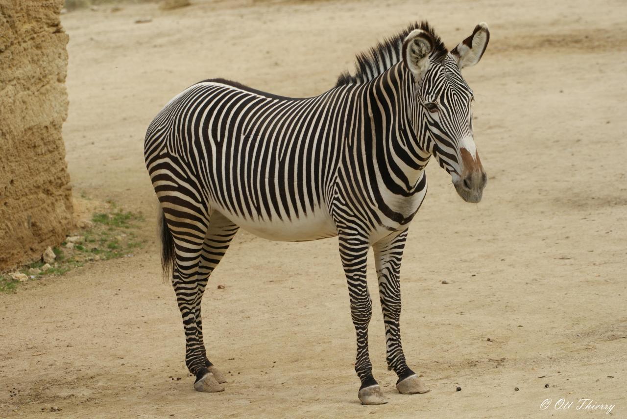 Zèbre de Grévy ( Equus grevyi )