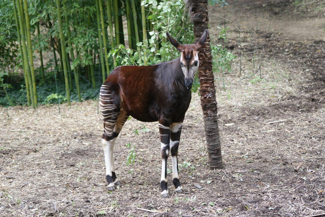 Okapi (Okapia johnstoni )