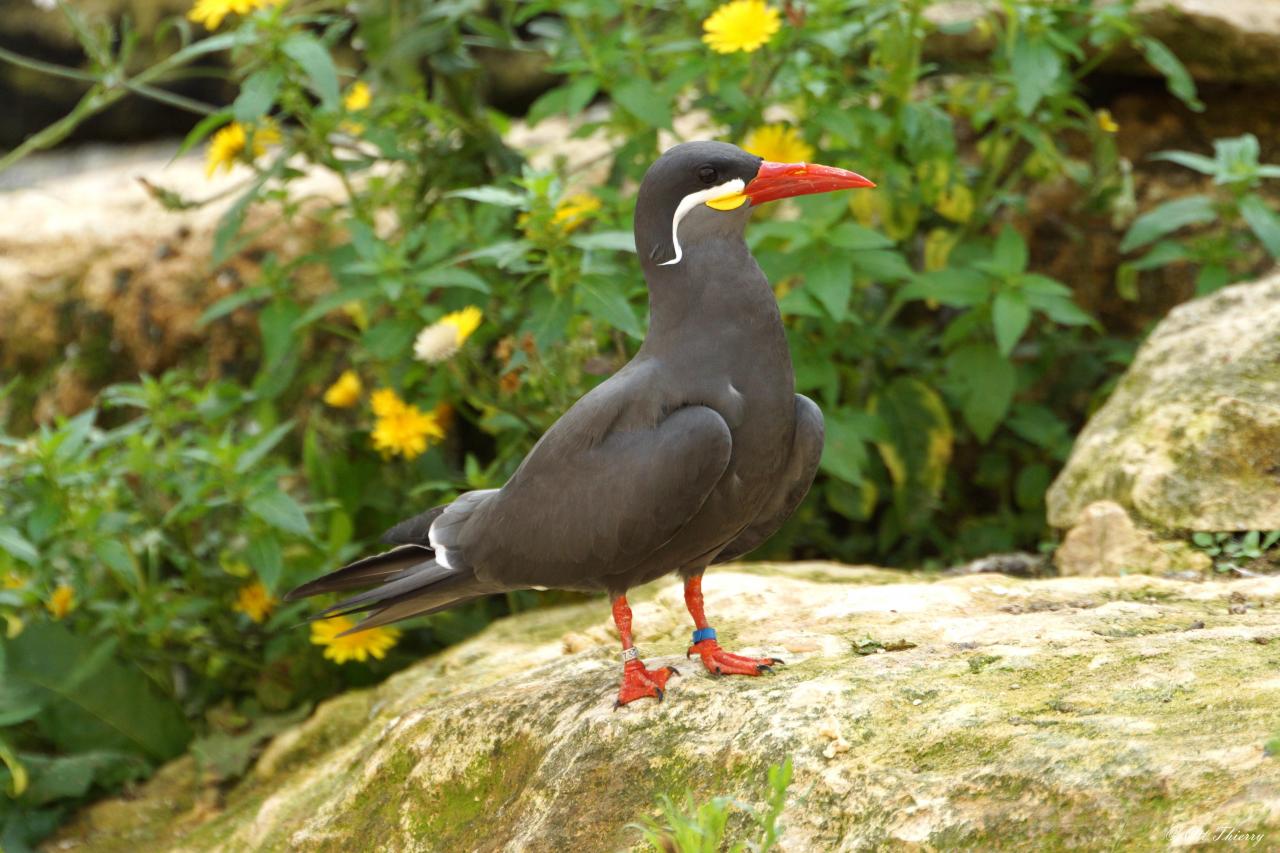 Sterne Inca ( Larosterna inca )