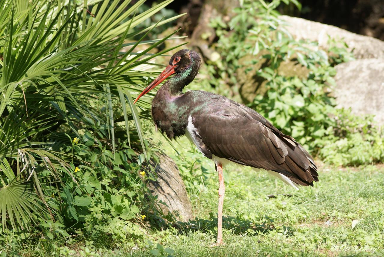 Cigogne Noire ( Ciconia nigra )