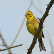 Bruant Jaune ( Emberiza citrinella )