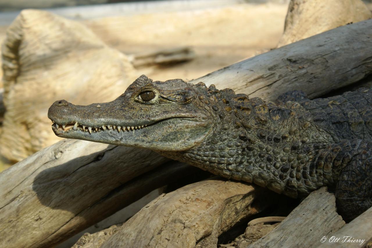 Caïman à Lunettes ( Caïman crocodilus crocodilus )