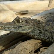 Caïman à Lunettes ( Caïman crocodilus crocodilus )