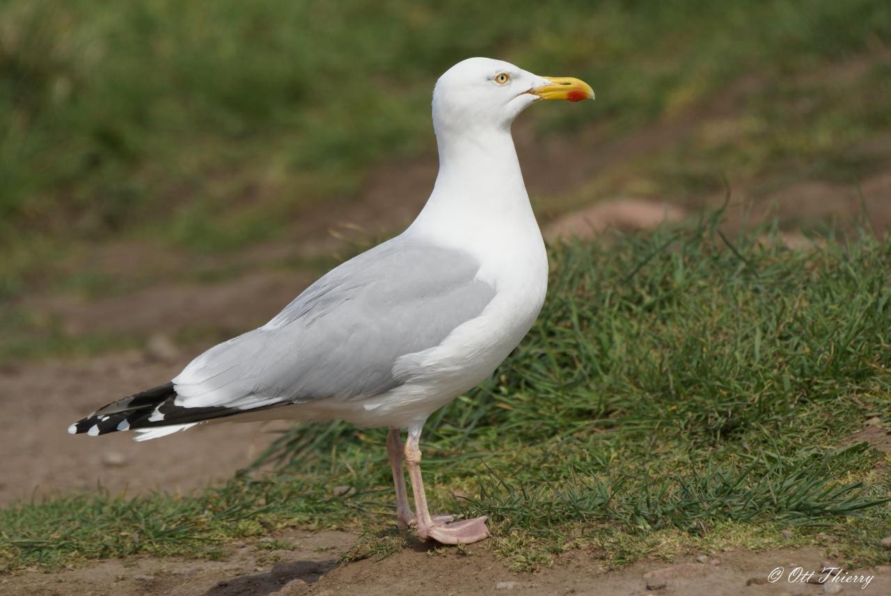 Goéland Argenté ( Larus argentatus )