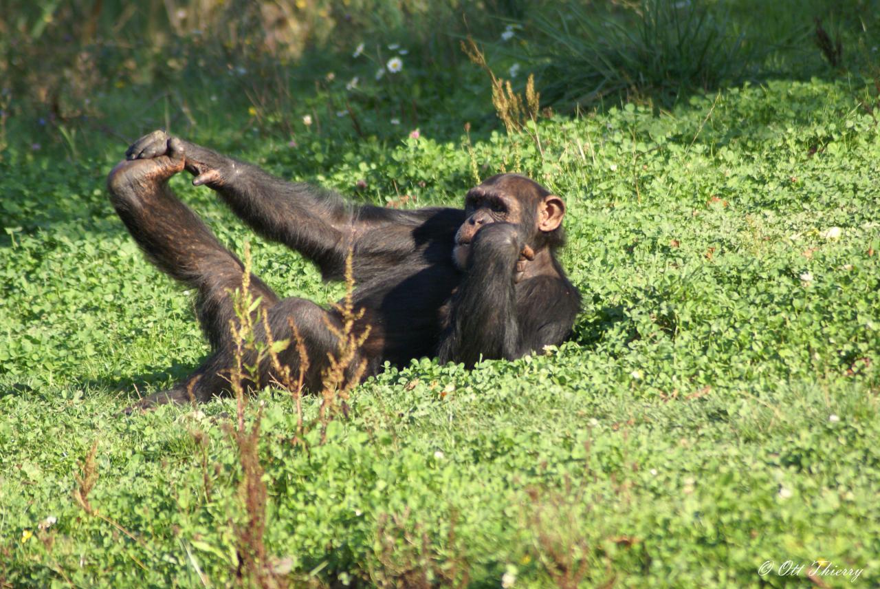 Chimpanzé ( Pan troglodytes )