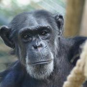 Chimpanzé ( Pan troglodytes )