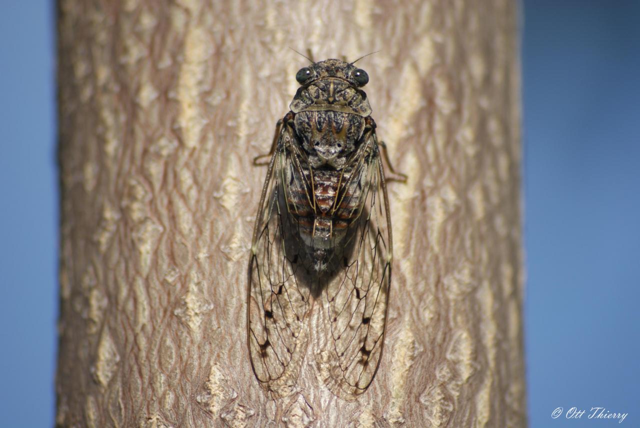 Cigale de l'Orne ( Cicada orni )