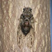 Cigale de l'Orne ( Cicada orni )