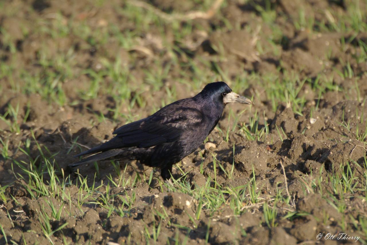 Corbeau Freux ( Corvus frugilegus )