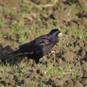 Corbeau Freux ( Corvus frugilegus )