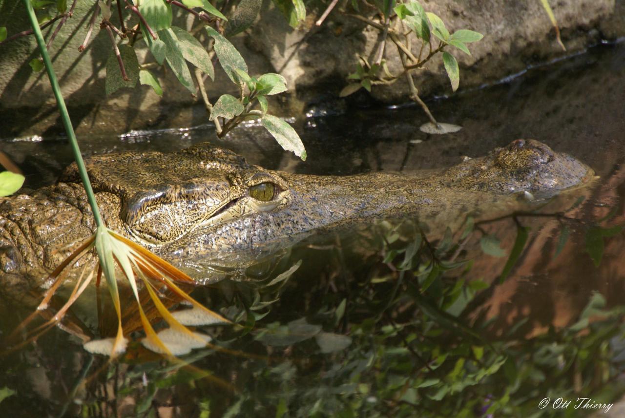 Crocodile du Nil ( Crocodylus niloticus )
