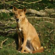 Dingo ( Canis lupus dingo )