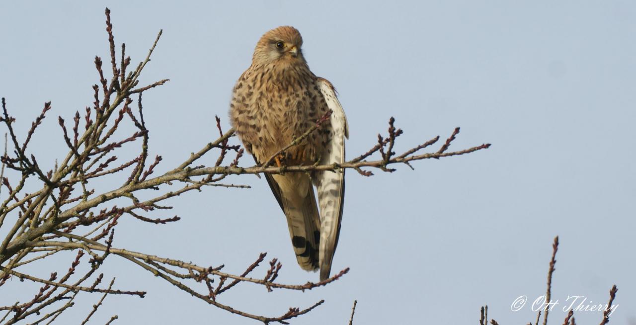 Faucon Crécerelle ( Falco tinnunculus )