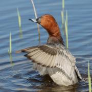 Fuligule Milouin ( Aythya ferina )