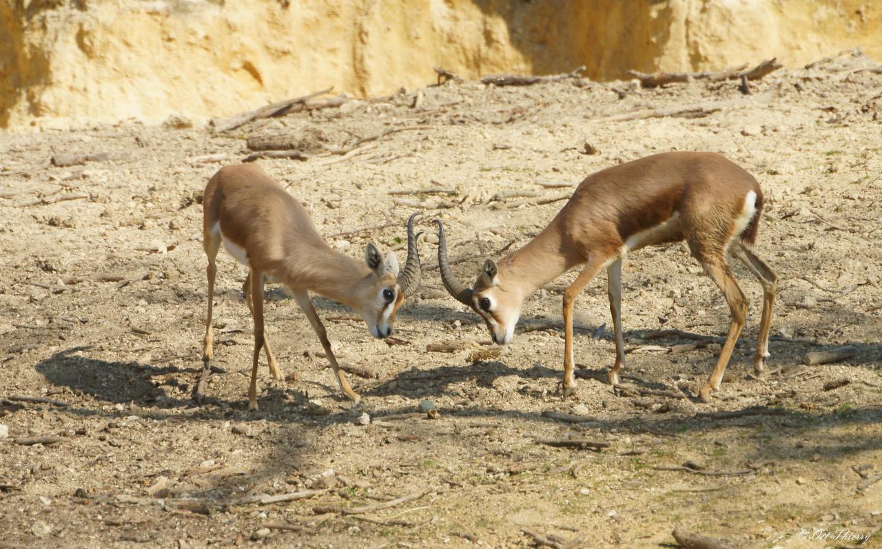 Gazelle Dorcas ( Gazella dorcas )