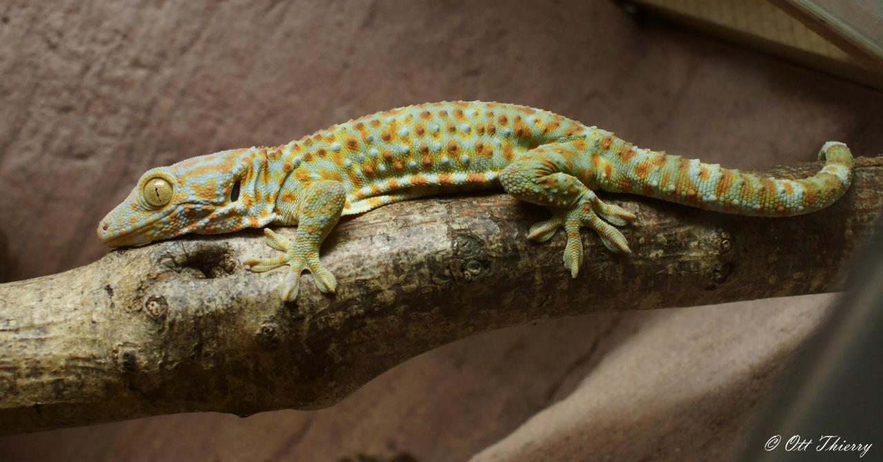 Gecko Tokay ( Gecko gecko )
