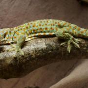 Gecko Tokay ( Gecko gecko )