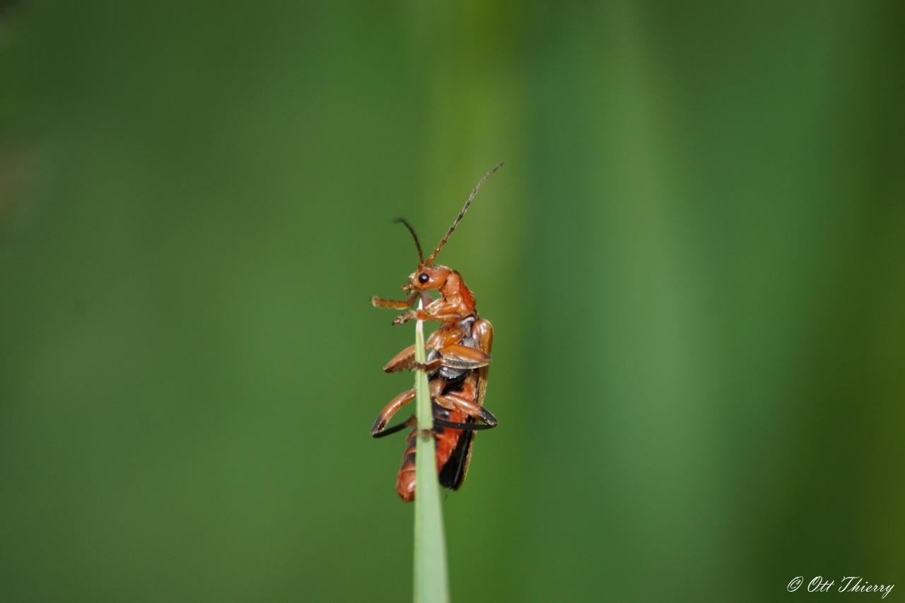 Cantharis sp ( Cantharis sp )