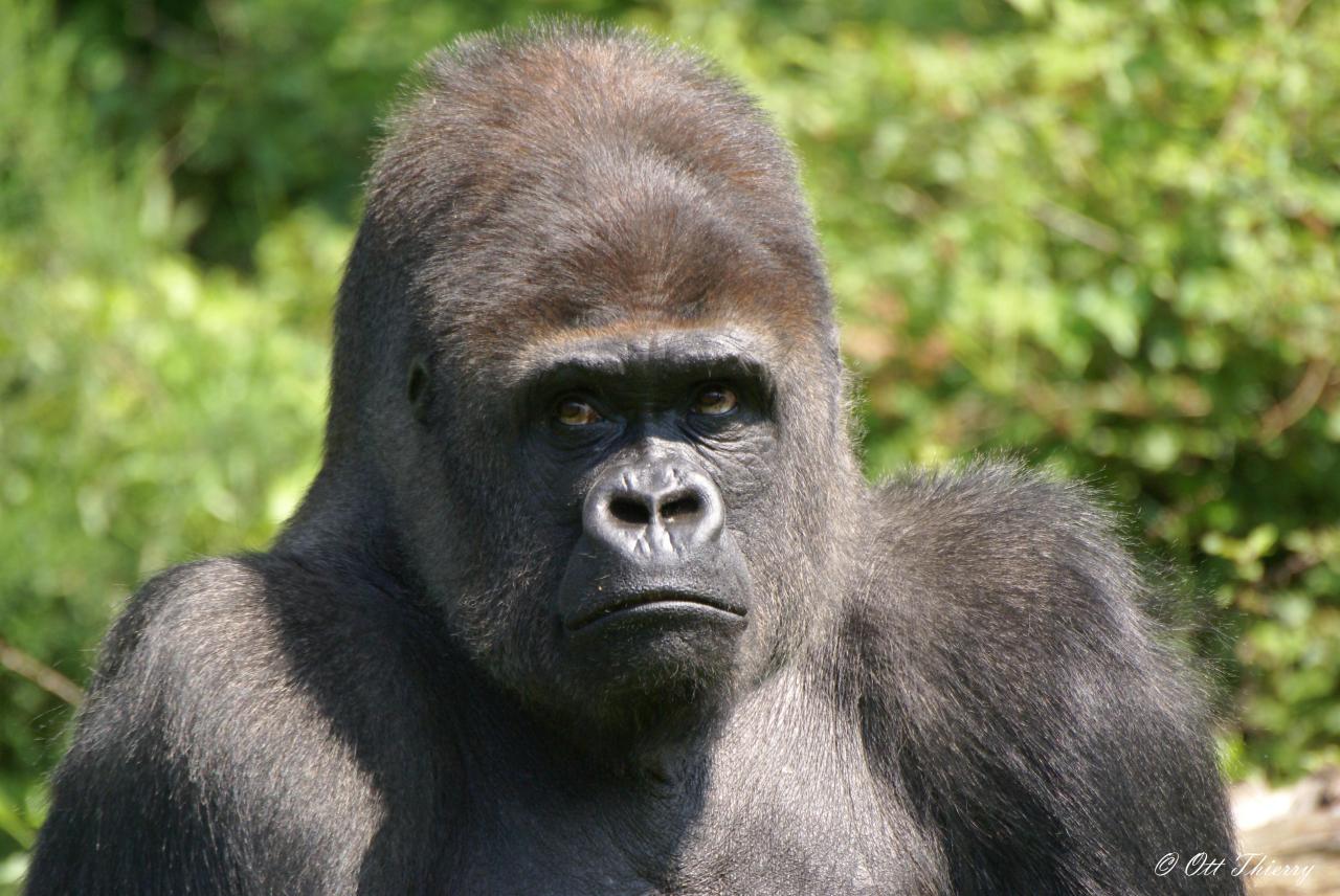 Gorille à dos argenté ( Gorilla gorilla )