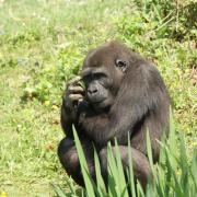 Gorille à dos argenté ( Gorilla gorilla )