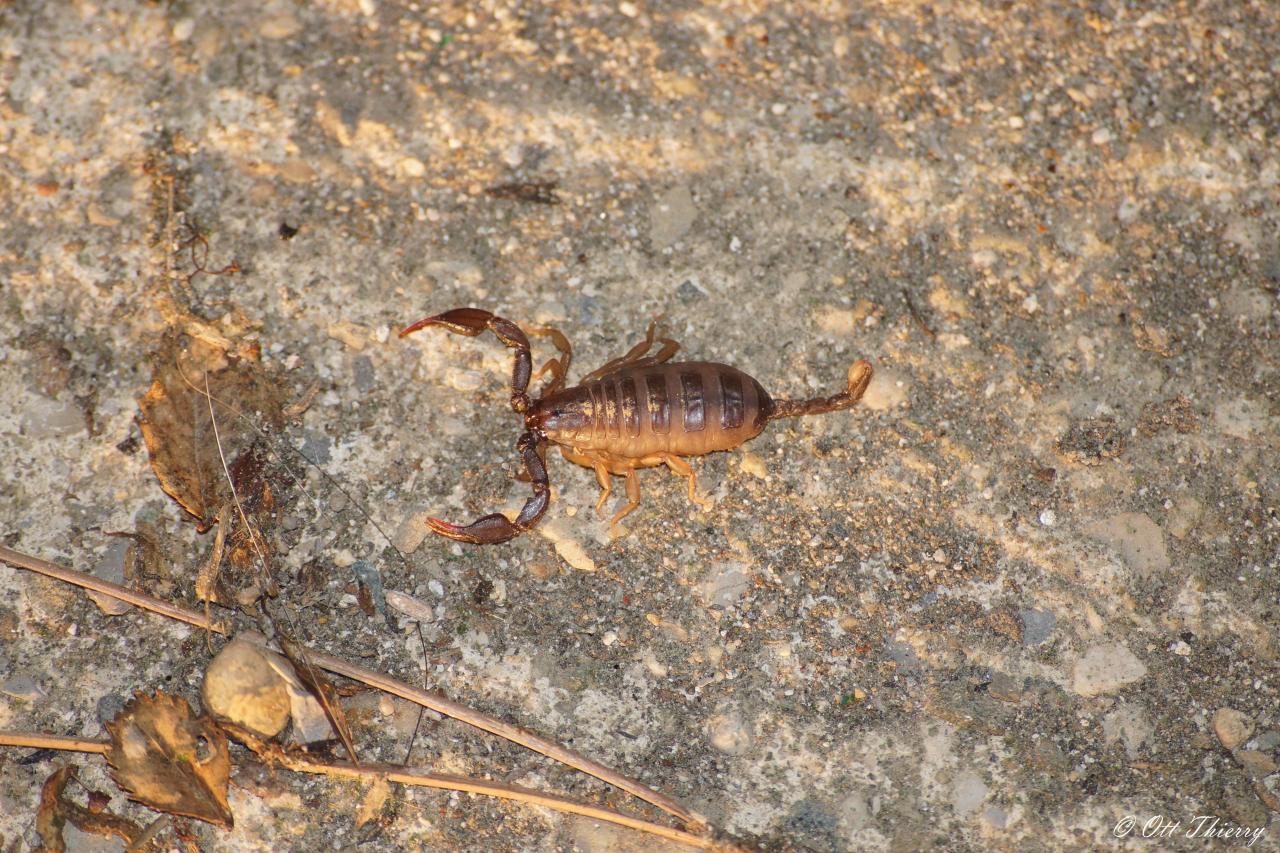 Scorpion à Queue Jaune ( Euscorpius flavicaudis )