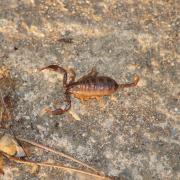 Scorpion à Queue Jaune ( Euscorpius flavicaudis )