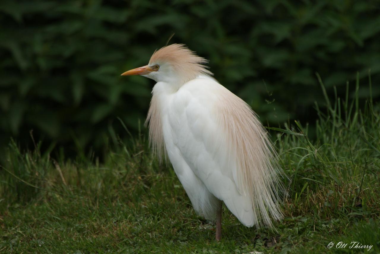 Héron Garde-Boeuf ( Bubulcus ibis )