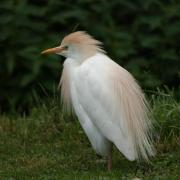 Héron Garde-Boeuf ( Bubulcus ibis )