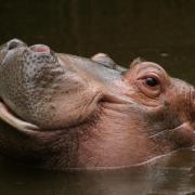 Hippopotame Amphibie ( Hippopotamus amphibus )