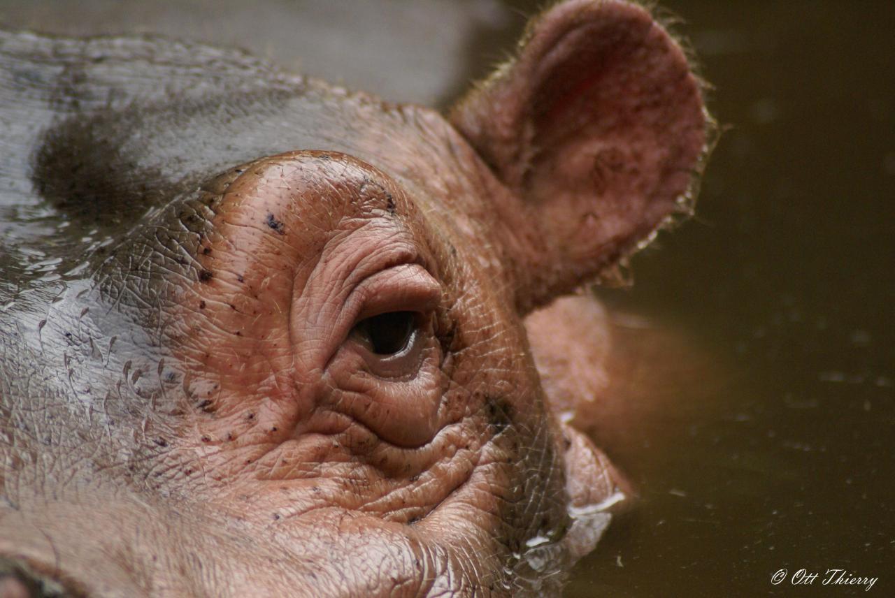 Hippopotame Amphibie ( Hippopotamus amphibus )