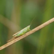 Conocéphale Bigarré ( Conocephalus fuscus ou C. discolor )
