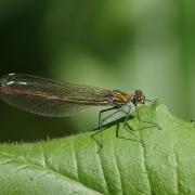 Caloptéryx Vierge ( Calopteryx virgo )
