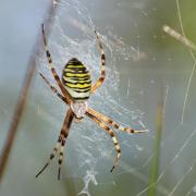 Argiope Frelon ( Argiope bruennichi )