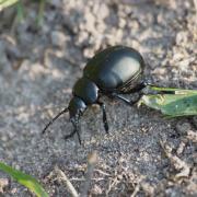 Crache-Sang ( Timarcha tenebricosa )