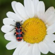 Clairon des Ruches ou Trichode des Ruches ( Trichodes alvearius )