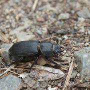 Petite Biche ( Dorcus parallelipipedus )